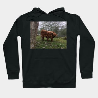 Scottish Highland Cattle Cow and Calf 1554 Hoodie